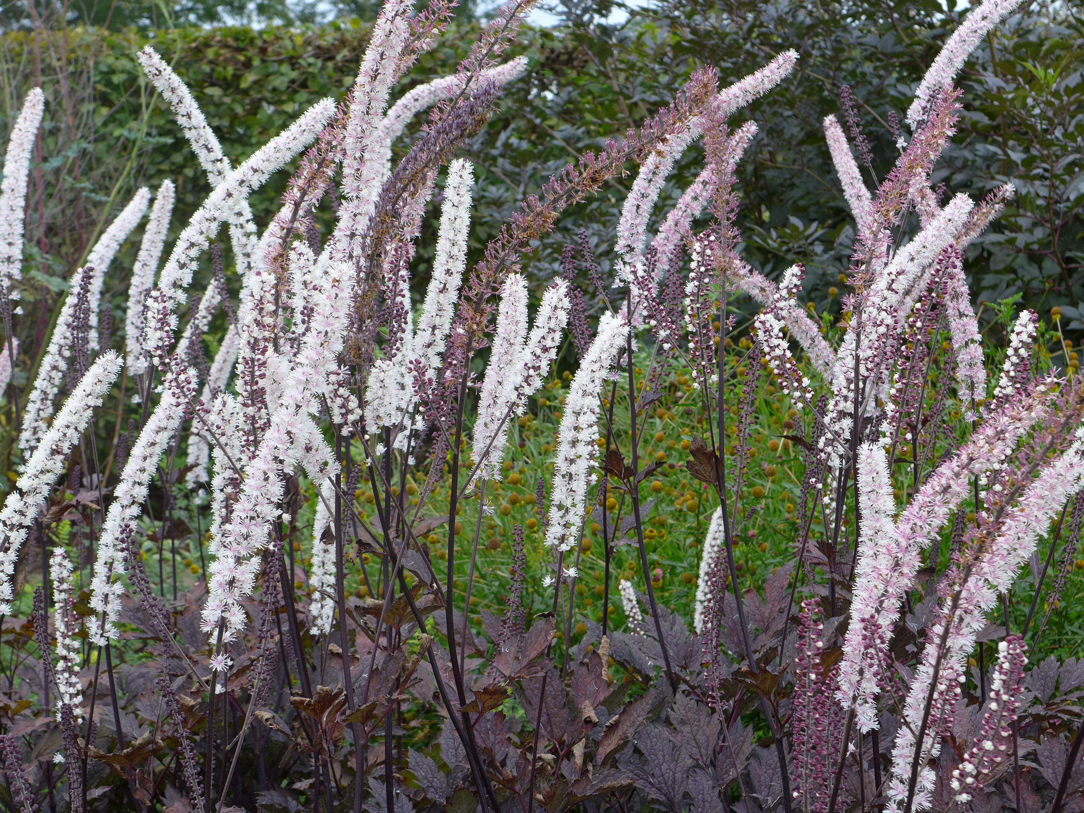 Actaea simplex 'Atropurpurea'